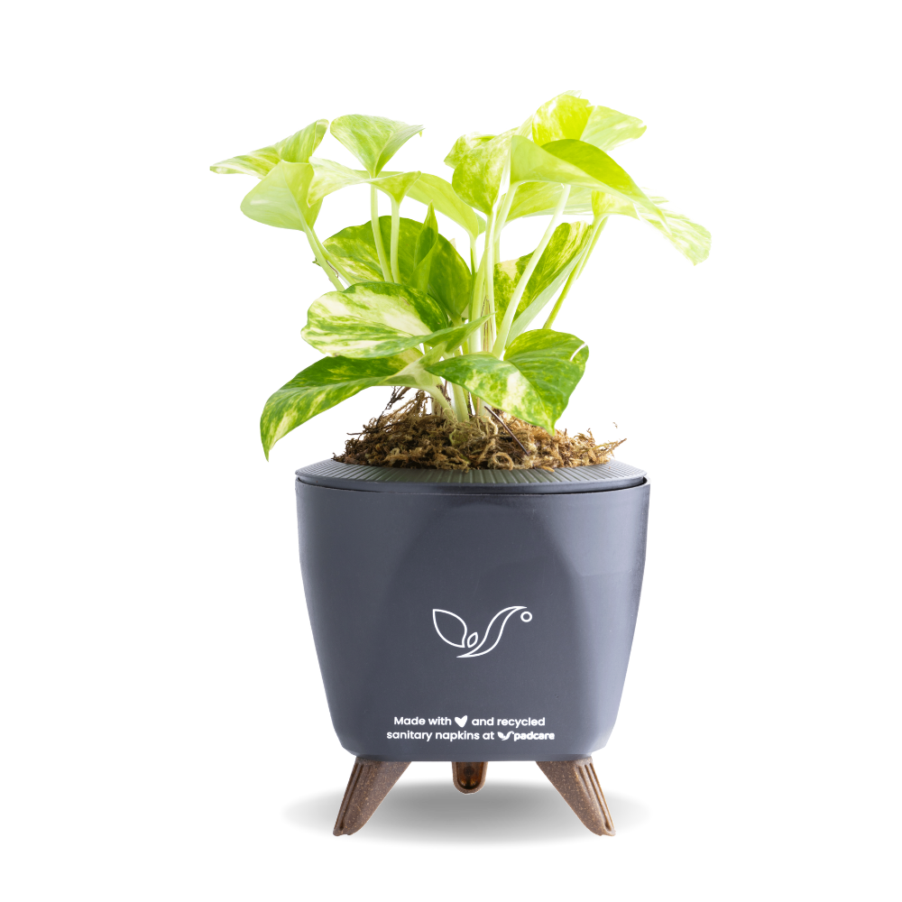 Rebirth Plant Pots