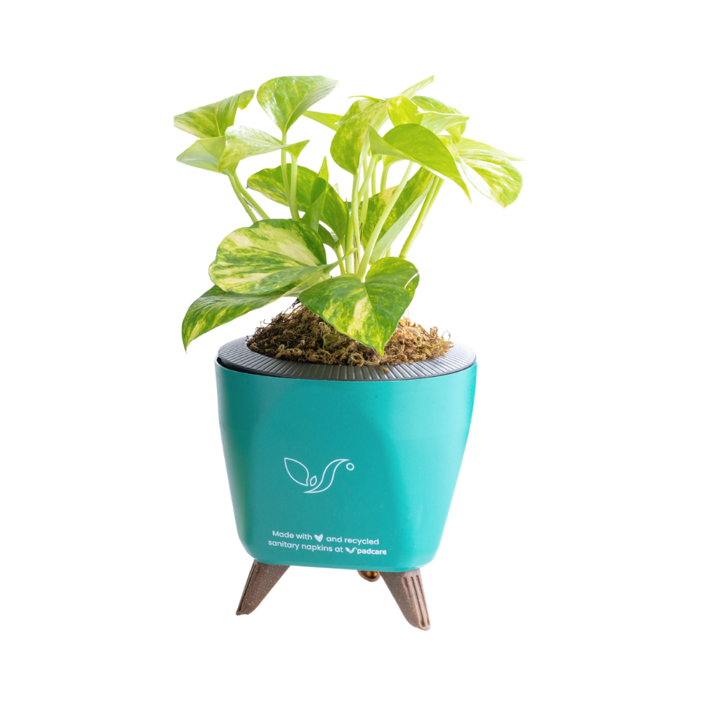 Rebirth Plant Pots
